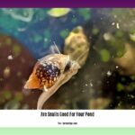 are-snails-good-for-your-pond_2