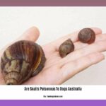 are-snails-poisonous-to-dogs-australia_2