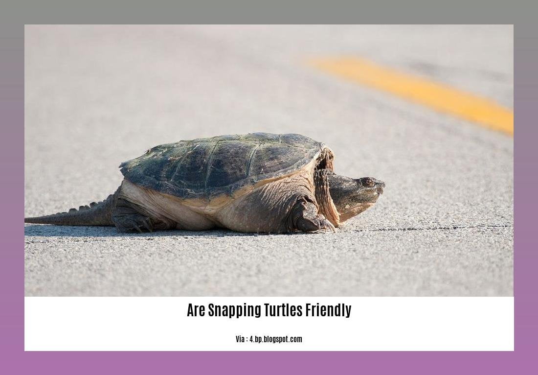 are snapping turtles friendly