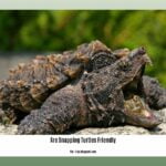are-snapping-turtles-friendly_2
