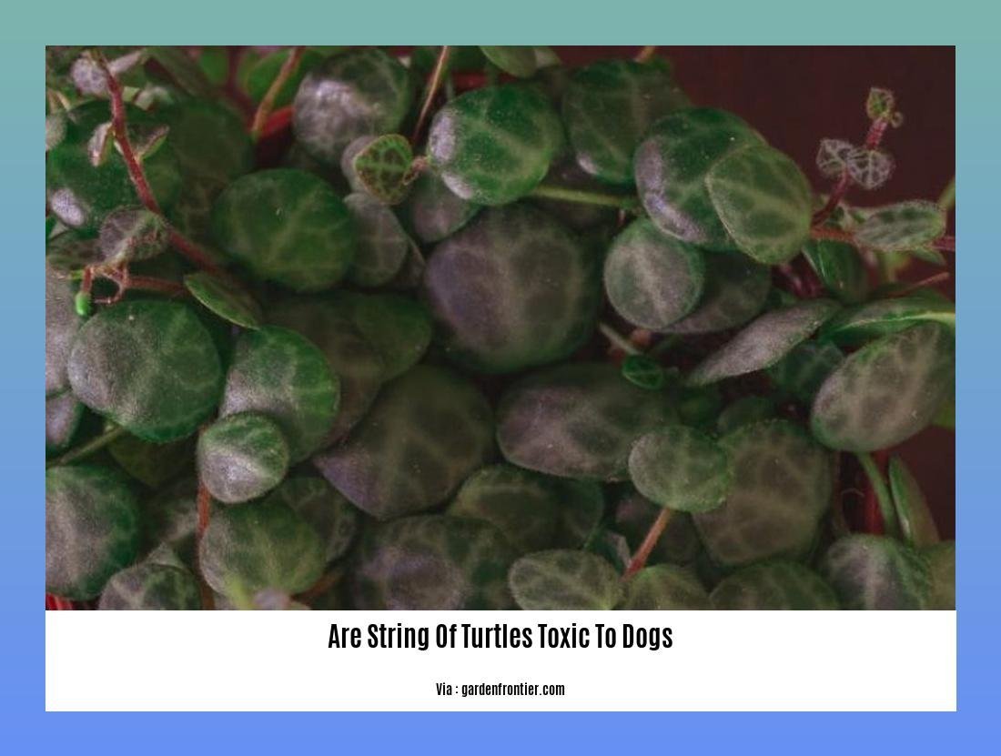 are string of turtles toxic to dogs