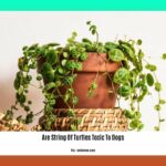 are-string-of-turtles-toxic-to-dogs_2