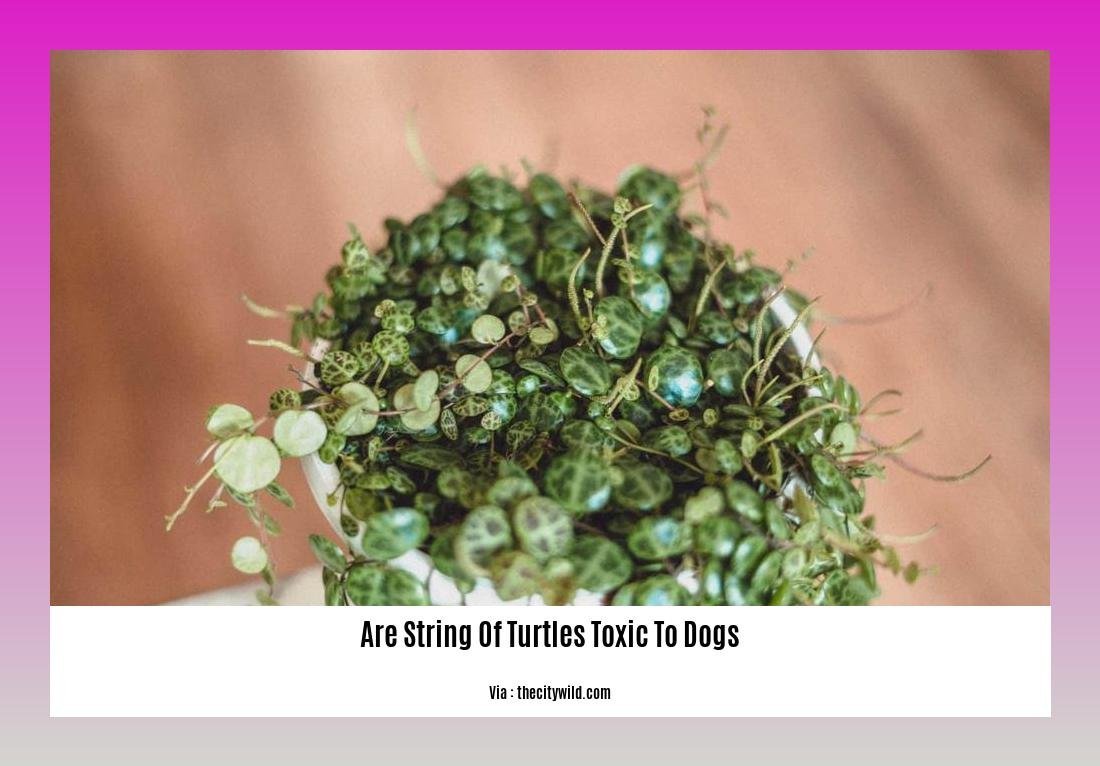 are string of turtles toxic to dogs