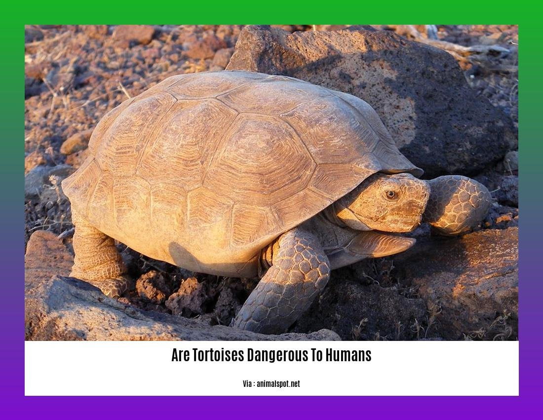 are tortoises dangerous to humans