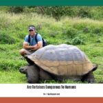 are-tortoises-dangerous-to-humans_2