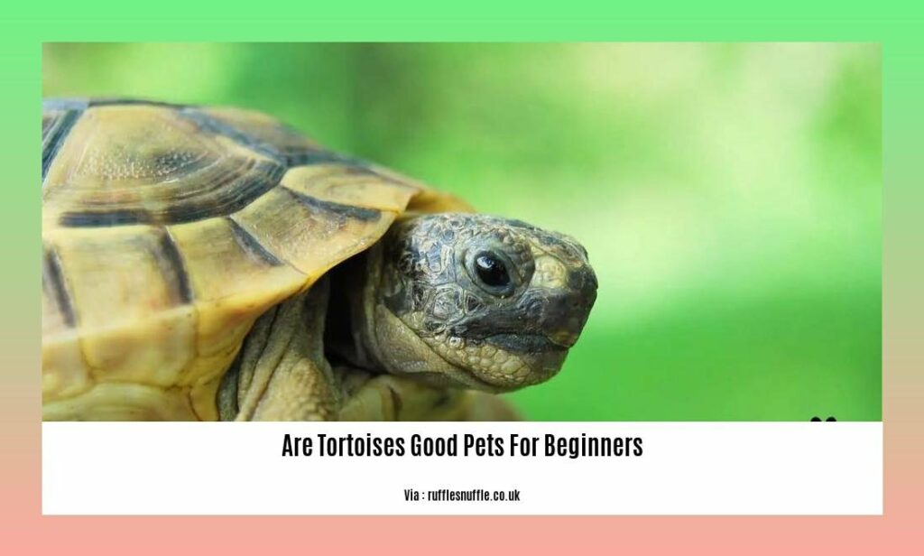 Are Tortoises Good Pets for Beginners? The Expert Guide to Tortoise Ownership for Novice Pet Owners