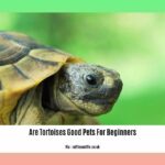 are-tortoises-good-pets-for-beginners_2
