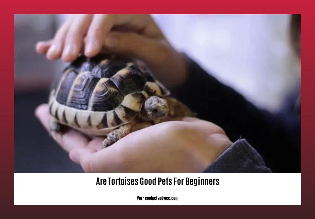 are tortoises good pets for beginners