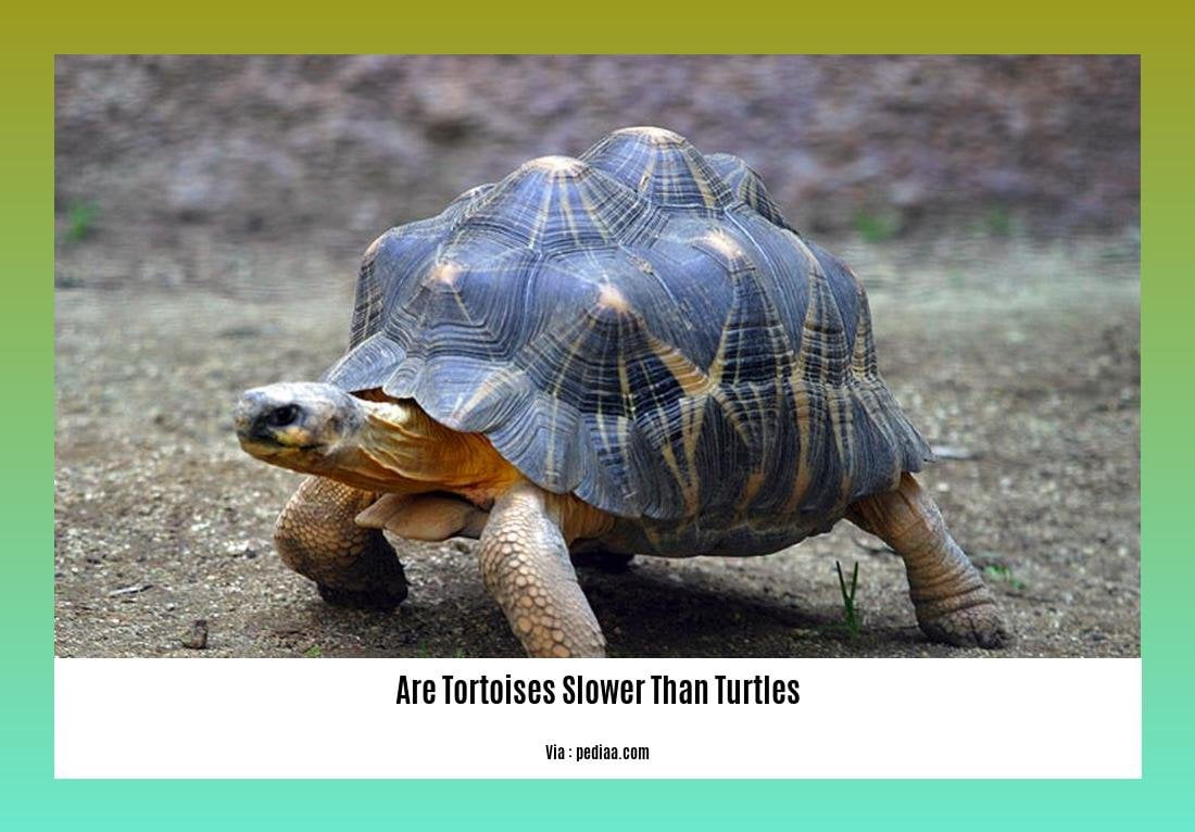 are tortoises slower than turtles