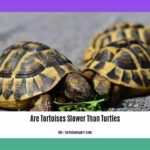are-tortoises-slower-than-turtles_2