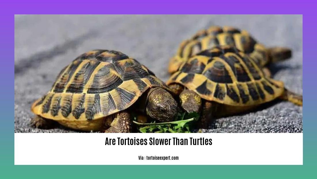 are tortoises slower than turtles 2