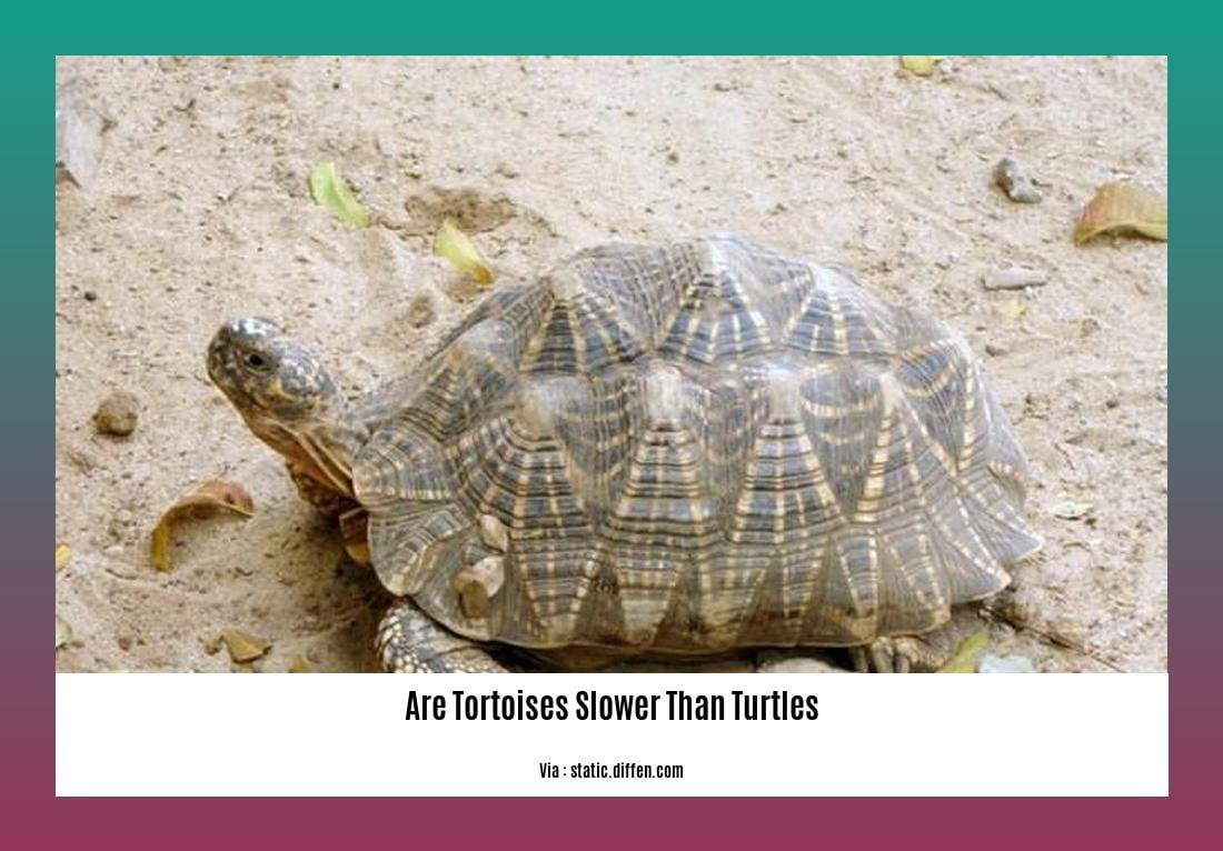 are tortoises slower than turtles