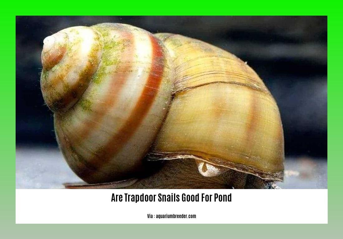 are trapdoor snails good for pond