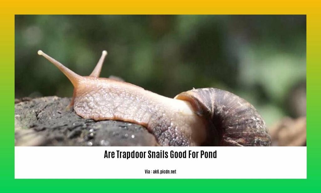 Are Trapdoor Snails Good for Pond Ecosystems? Expert Analysis Reveals Their Benefits and Drawbacks