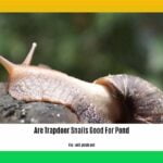 are-trapdoor-snails-good-for-pond_2