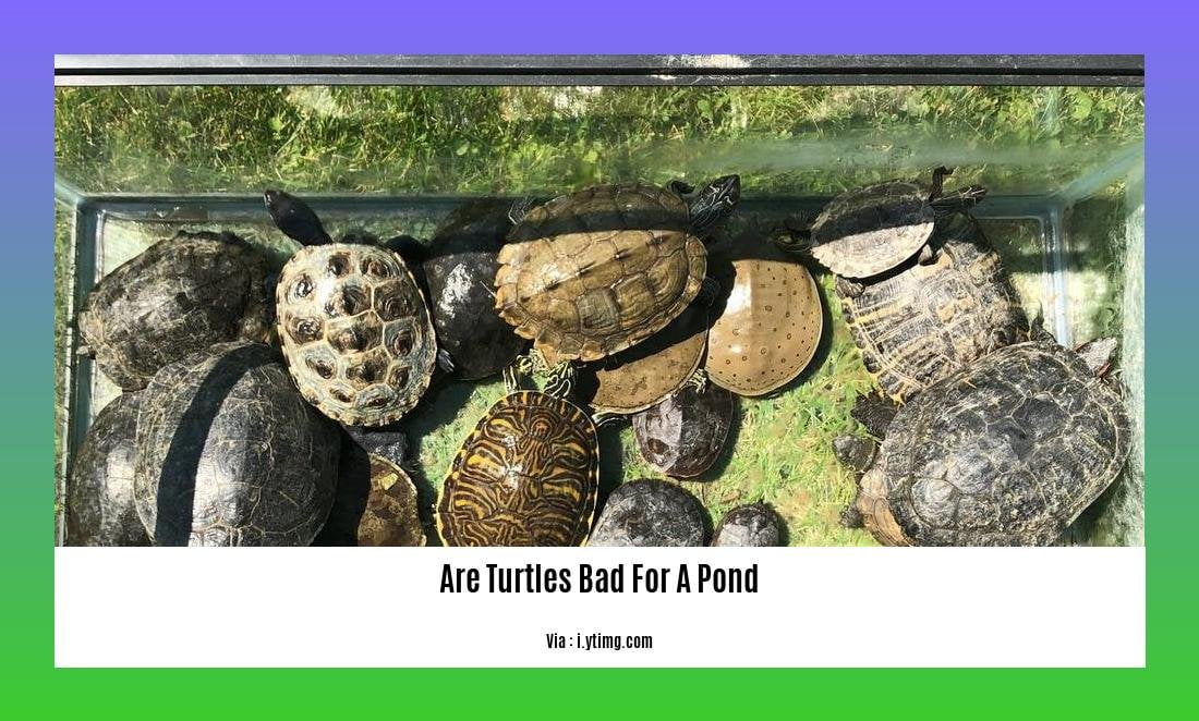 are turtles bad for a pond