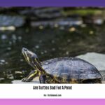are-turtles-bad-for-a-pond_2
