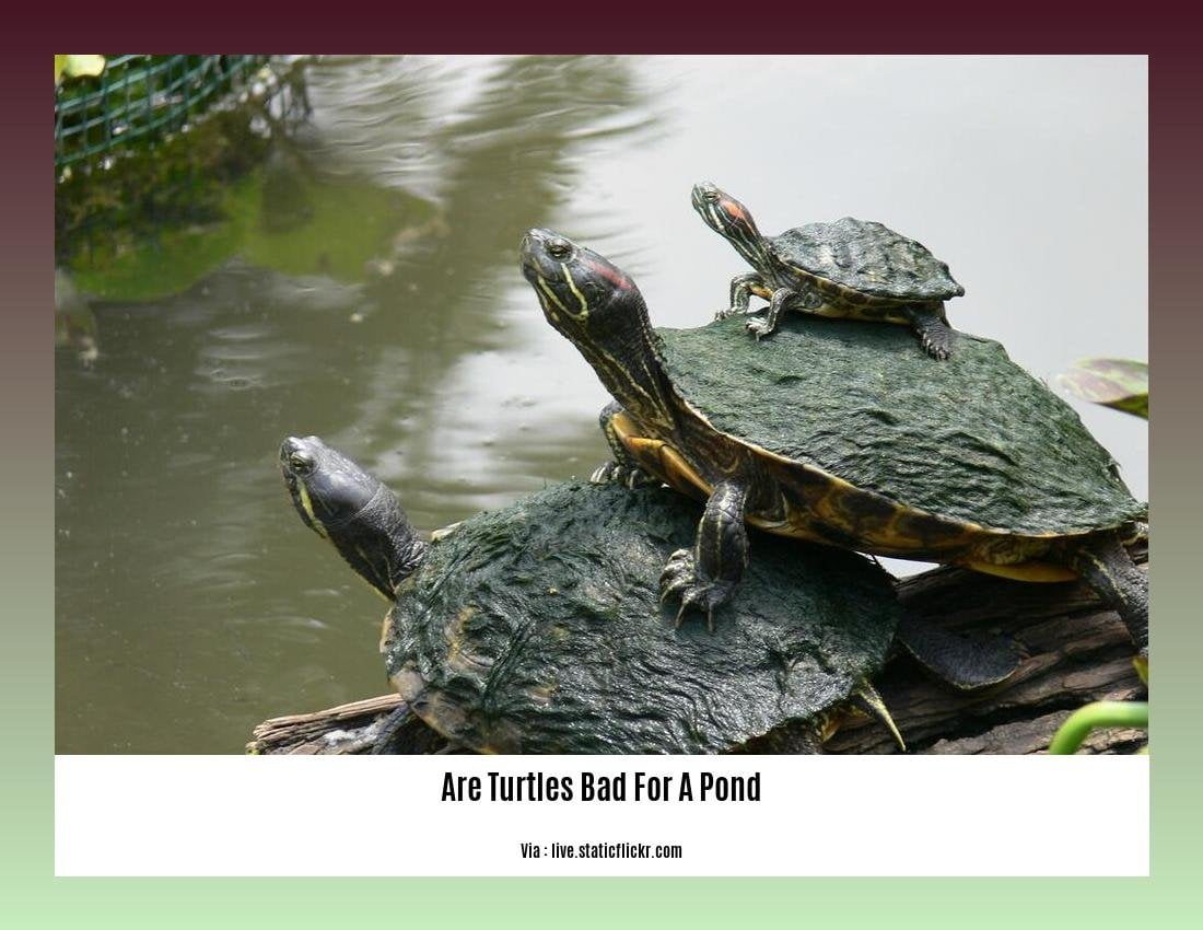 are turtles bad for a pond
