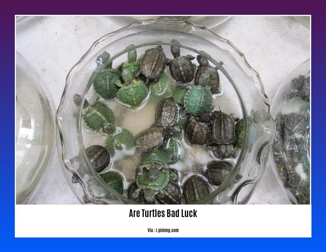 are turtles bad luck