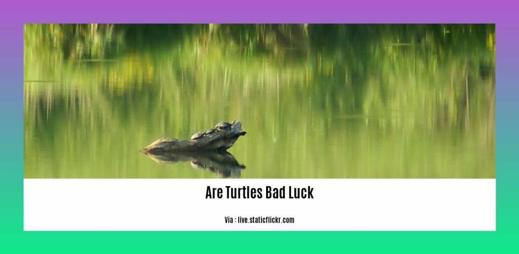 Unraveling the Myth Are Turtles Bad Luck in Folklore and Superstitions?