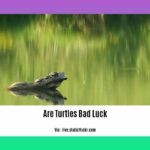 are-turtles-bad-luck_2