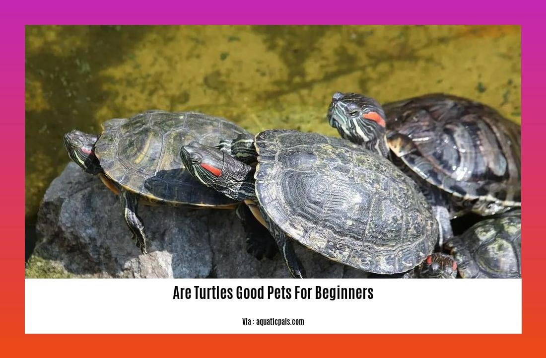 are turtles good pets for beginners