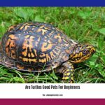 are-turtles-good-pets-for-beginners_2