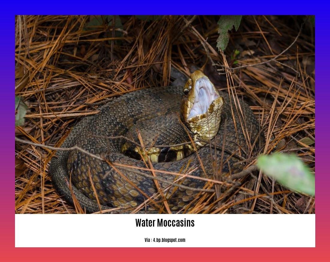 are water moccasins dangerous