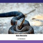are-water-moccasins-dangerous_2