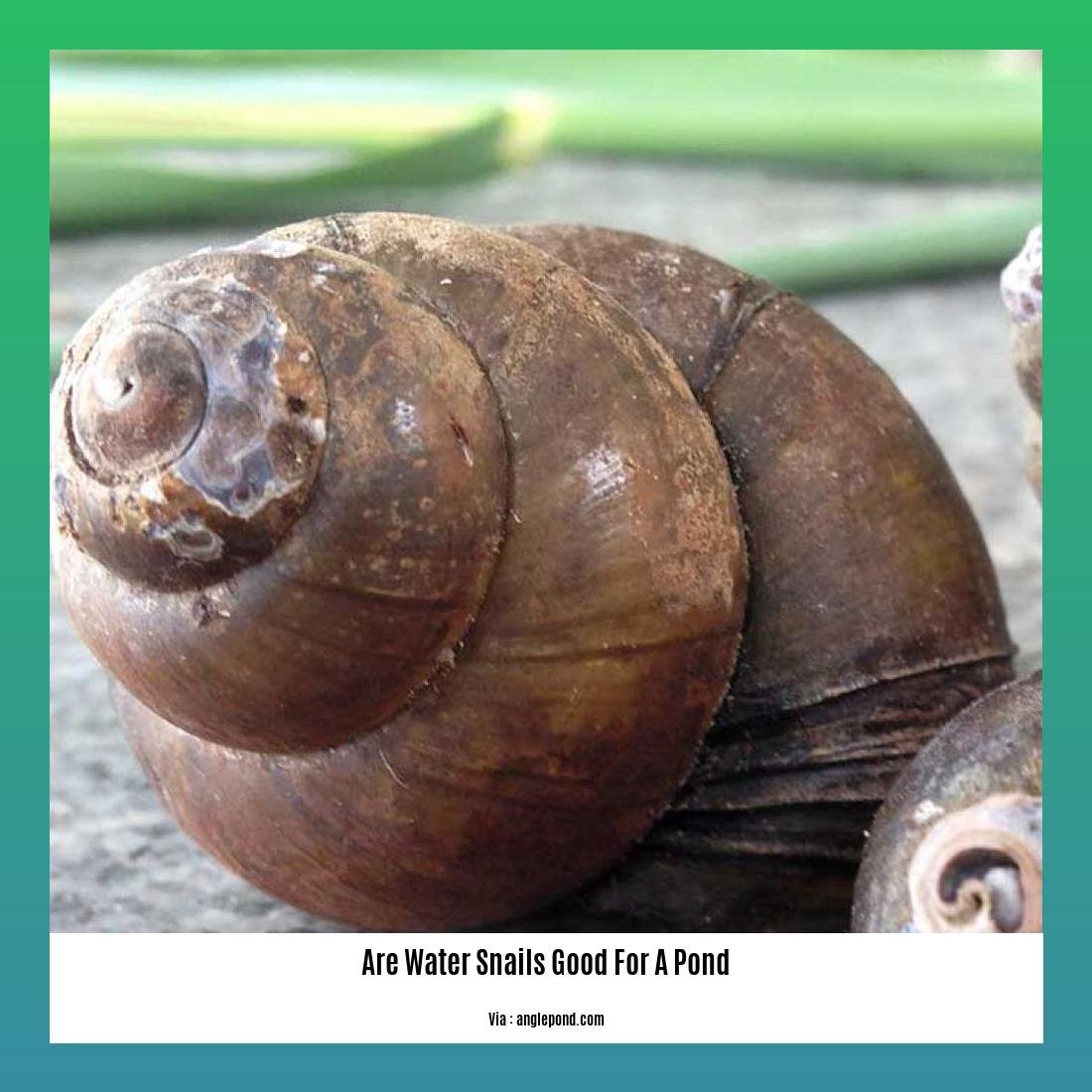 are water snails good for a pond