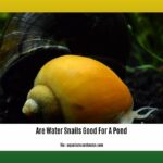 are-water-snails-good-for-a-pond_2