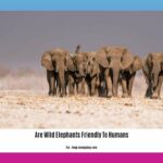are-wild-elephants-friendly-to-humans_2
