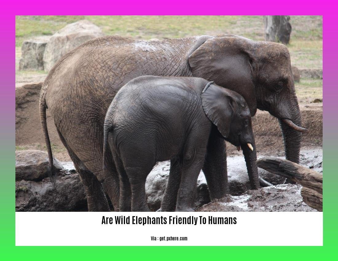 are wild elephants friendly to humans