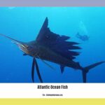 atlantic-ocean-fish-list_2