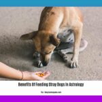 benefits-of-feeding-stray-dogs-in-astrology_2