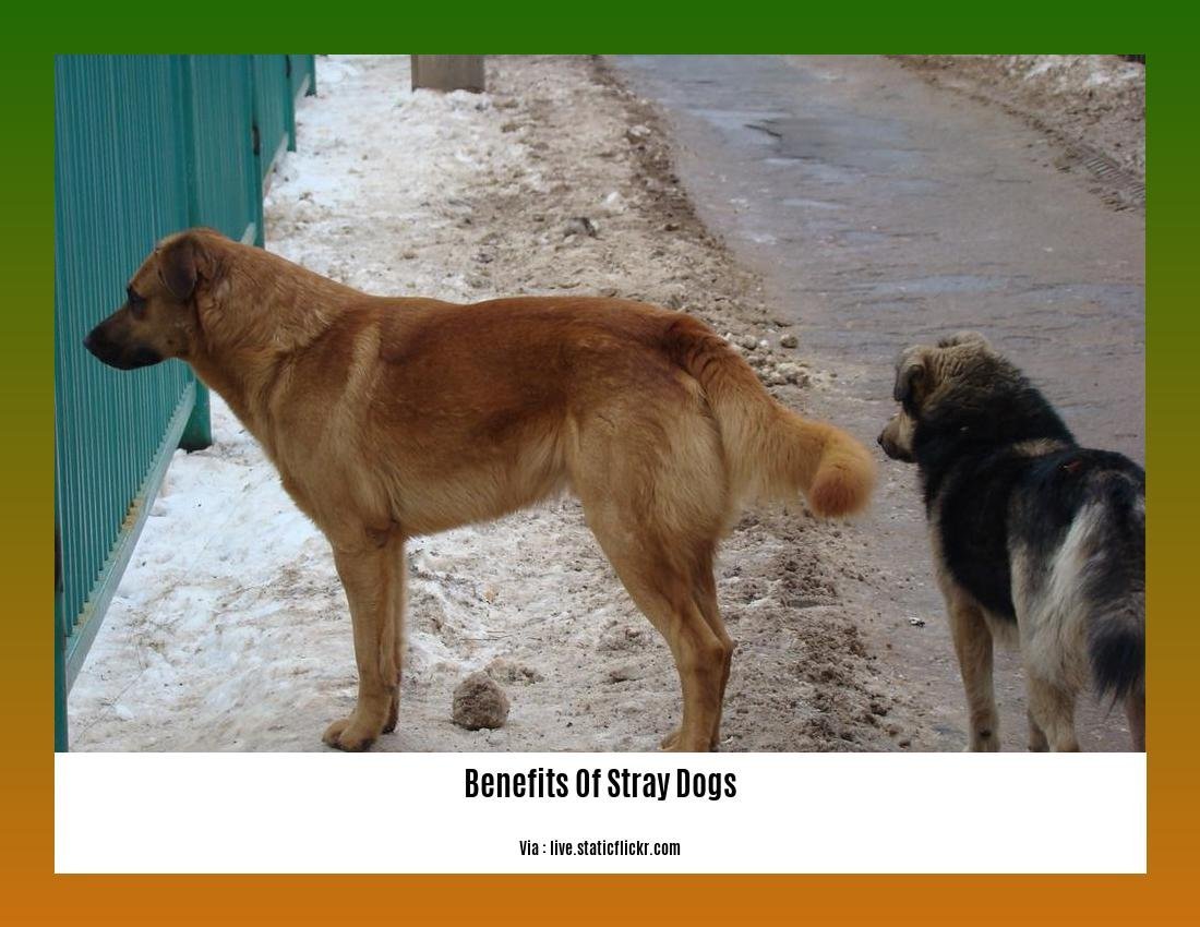 benefits of stray dogs