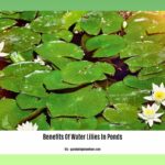 benefits-of-water-lilies-in-ponds_2