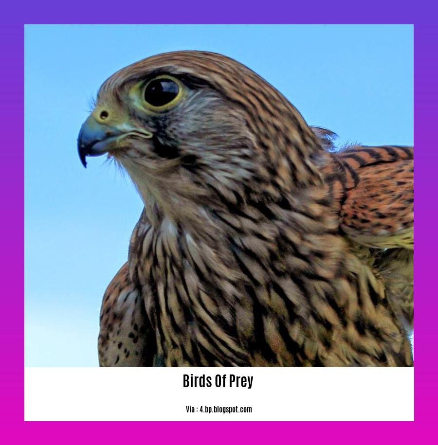 birds of prey facts