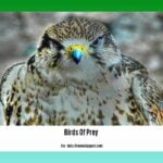 birds-of-prey-facts_2
