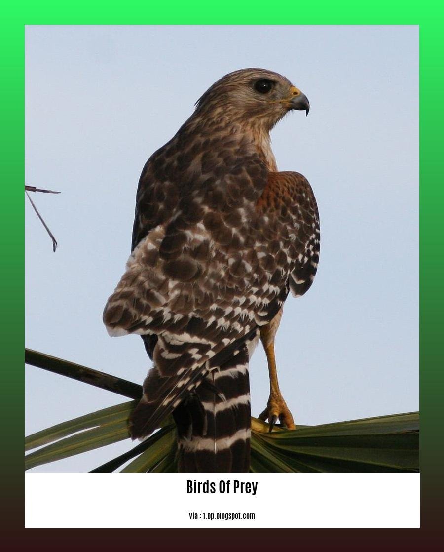 birds of prey fun facts