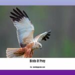 birds-of-prey-fun-facts_2