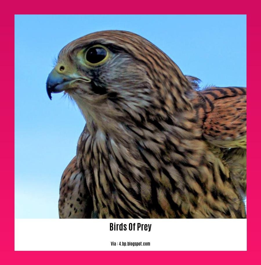 birds of prey fun facts