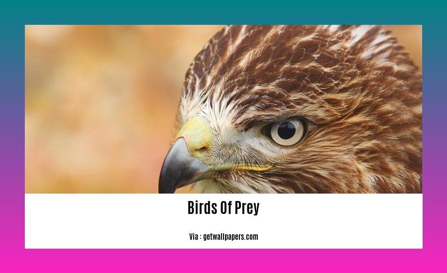 birds of prey in central florida