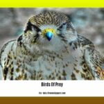 birds-of-prey-in-central-florida_2
