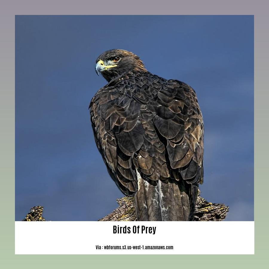 birds of prey in central florida
