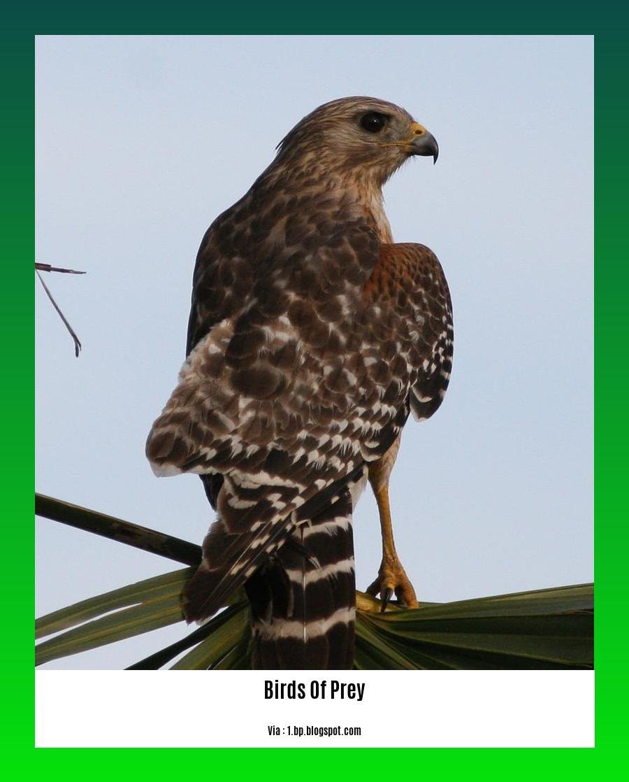 birds of prey in florida