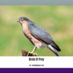 birds-of-prey-in-florida_2