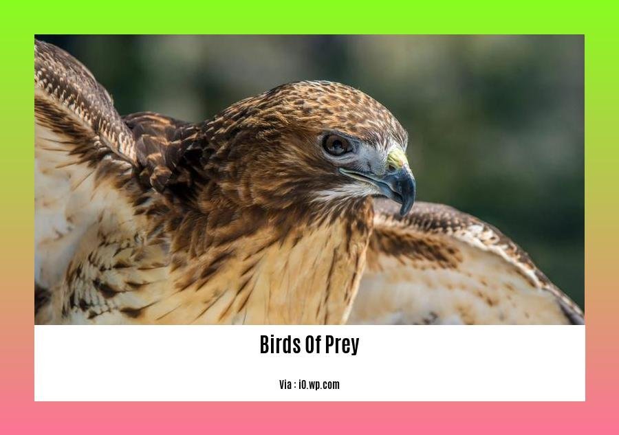 birds of prey in florida