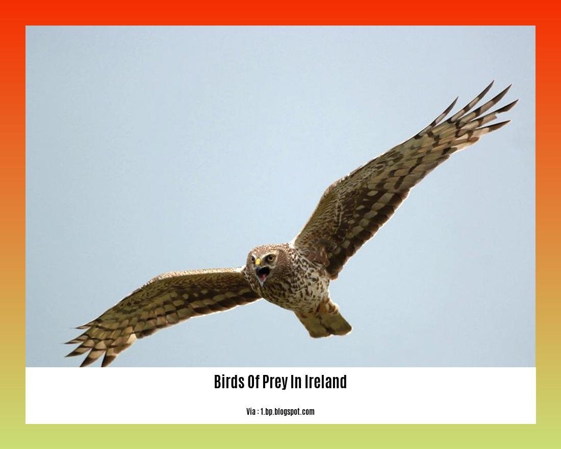 birds of prey in ireland
