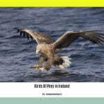 birds-of-prey-in-ireland_2